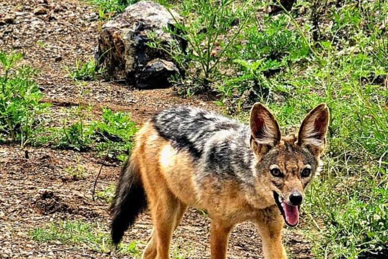 Nairobi National Park Game Drive Safari With Pick-Up