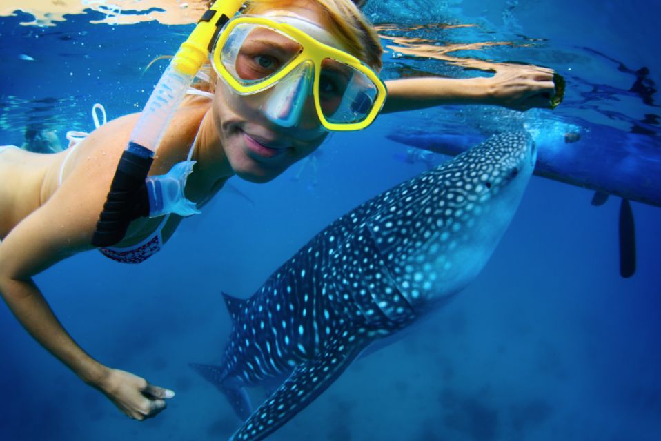consumption passionate Earn From Cabo: Snorkel with Whale Sharks in La Paz | GetYourGuide