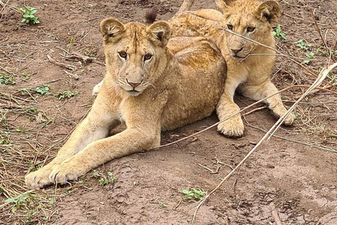 Erschwingliche Nordtansania Safari Big Five