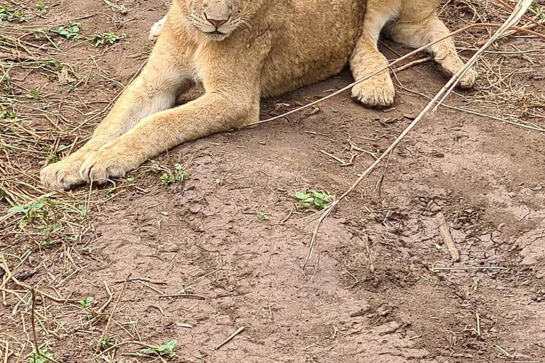 Erschwingliche Nordtansania Safari Big Five