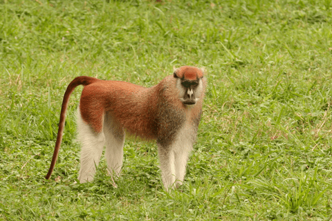 4天基巴莱森林黑猩猩追踪私人游4-Day Kibale Forest Chimpanzee Tracking Private Safari