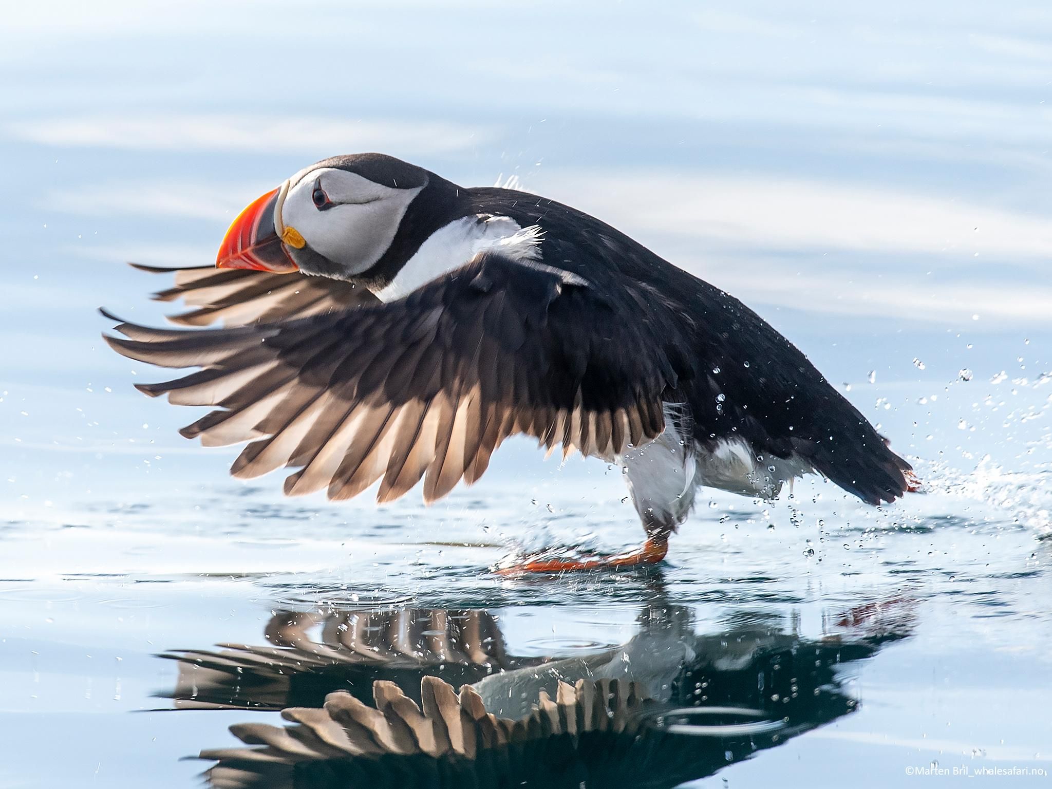 Andenes: Papageitaucher- und Adler-Safari im RIB-Boot