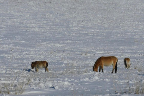 Mongolia: Parque Nacional de Hustai