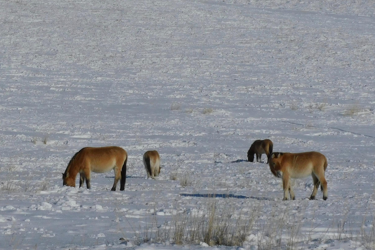 Mongolia: Parque Nacional de Hustai