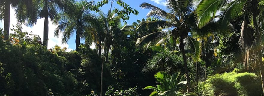 Princeville : visite guidée du jardin botanique et du chocolat