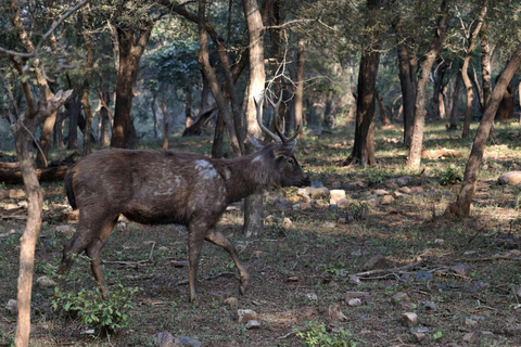 Von Jaipur aus: Sariska National Park Tagestour mit SafariSafari am frühen Morgen