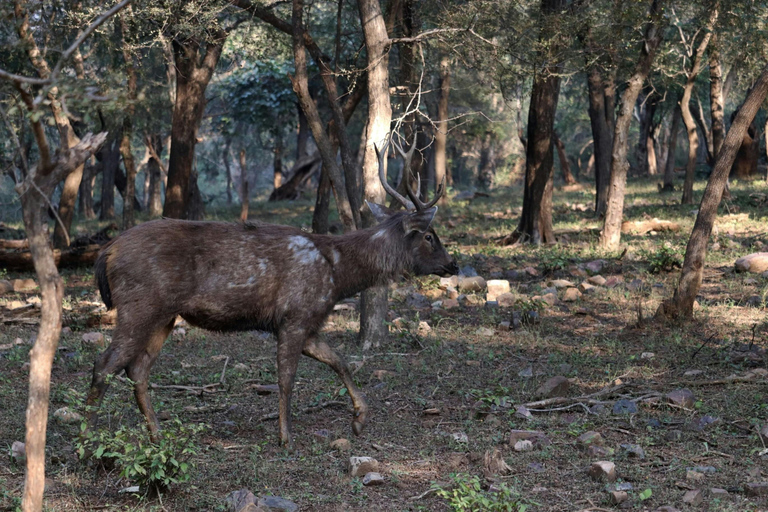 Desde Jaipur Excursión de un día al Parque Nacional de Sariska con SafariSafari matinal