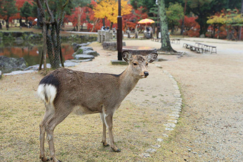 Kyoto/Osaka: Private Kyoto and Nara Tour with Tea Ceremony