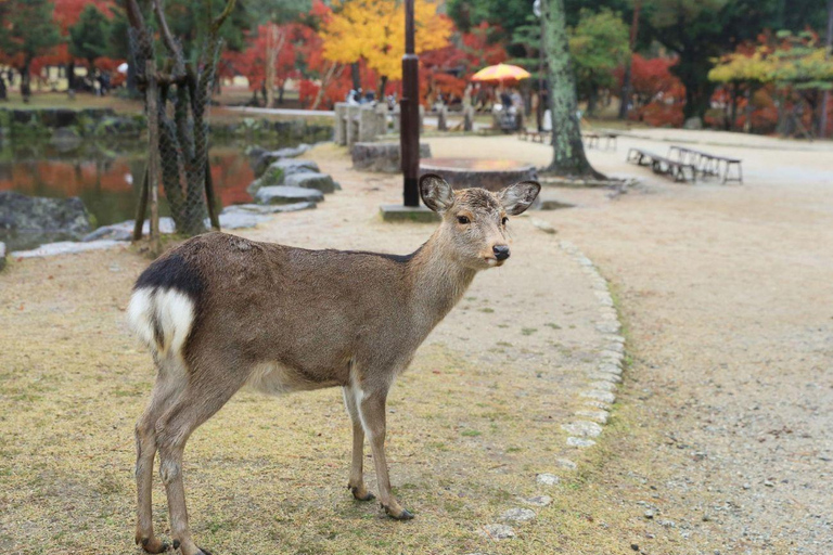 Kyoto/Osaka: Private Kyoto and Nara Tour with Tea Ceremony