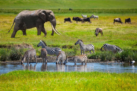 Safari de 3 jours au Serengeti et au Ngorongoro