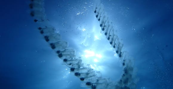 Menorca: 1 single dive (IMPORTANT: Certification REQUIRED)
