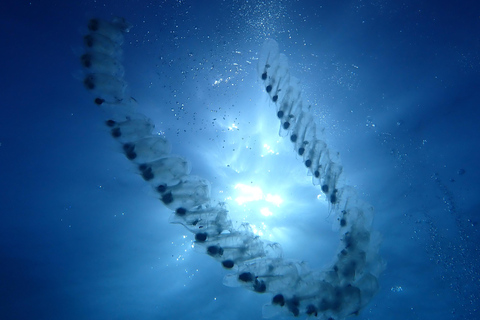 Menorca: 1 single dive (IMPORTANT: Certification REQUIRED)