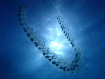 Menorca: 1 single dive (IMPORTANT: Certification REQUIRED)
