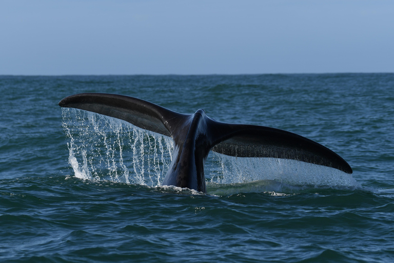 From Cape Town: Whale Watching and Penguins Tour Whale watching route tour