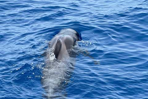 Viking-themed cruise ship in Tenerife waters