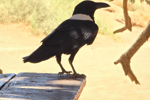 From Swakopmund: 2-Day Sossusvlei Scenic Journey (1 Night)