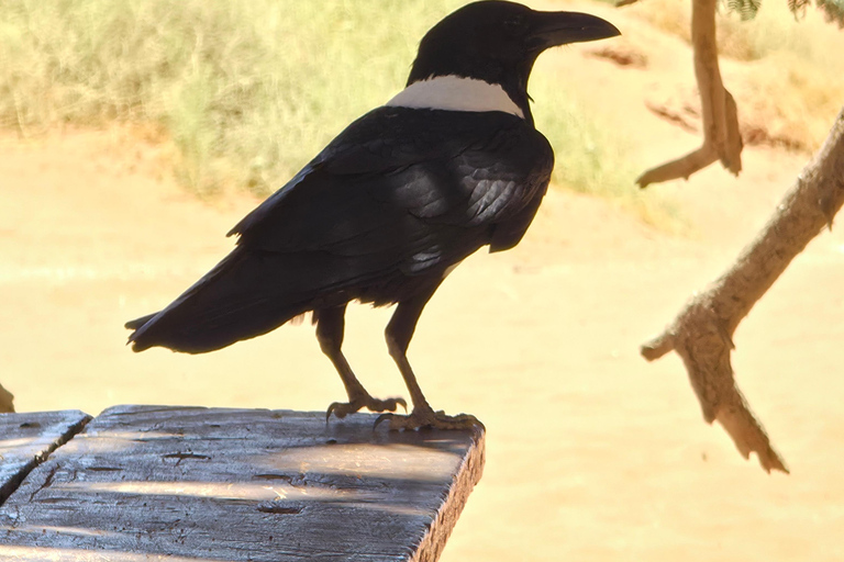 From Swakopmund: 2-Day Sossusvlei Scenic Journey (1 Night)