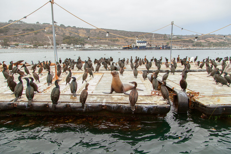 San Diego: SEAL City Tour by Amphibious Bus SEAL City Tour by Amphibious Bus - from Embarcadero