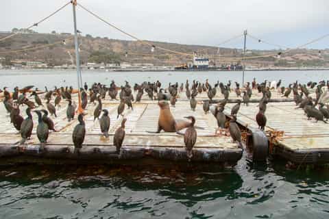 San Diego: SEAL City Tour by Amphibious Bus