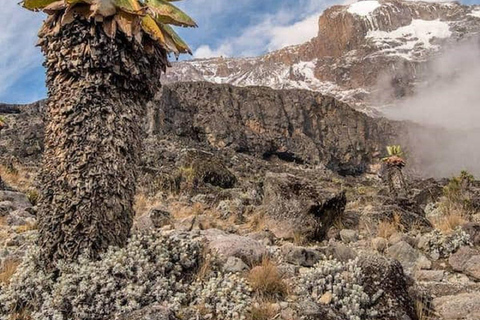 Kilimanjaro: 7-Day Marangu Route Climb with Guide