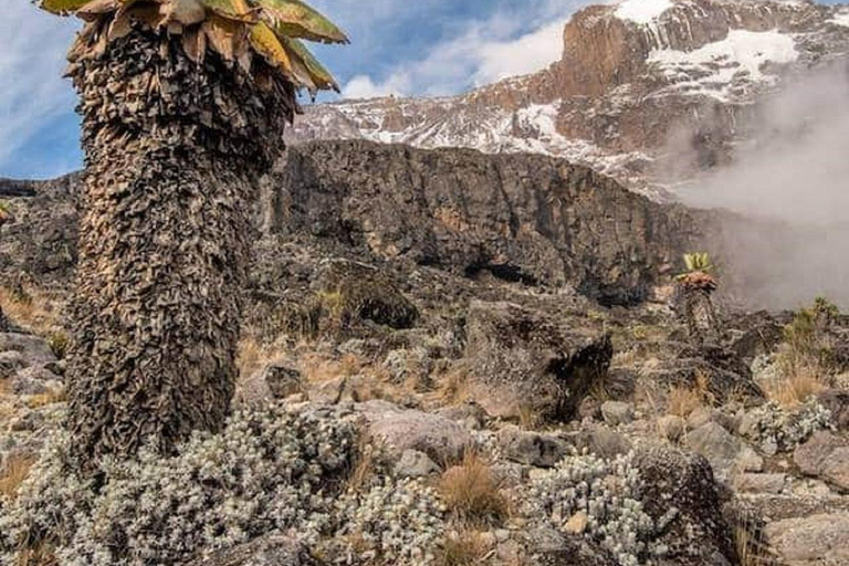 Kilimanjaro: 7-Day Marangu Route Climb with Guide