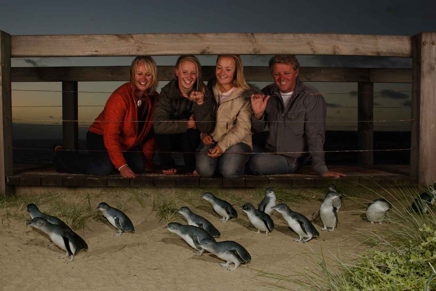 visit the world's smallest penguins at phillip island