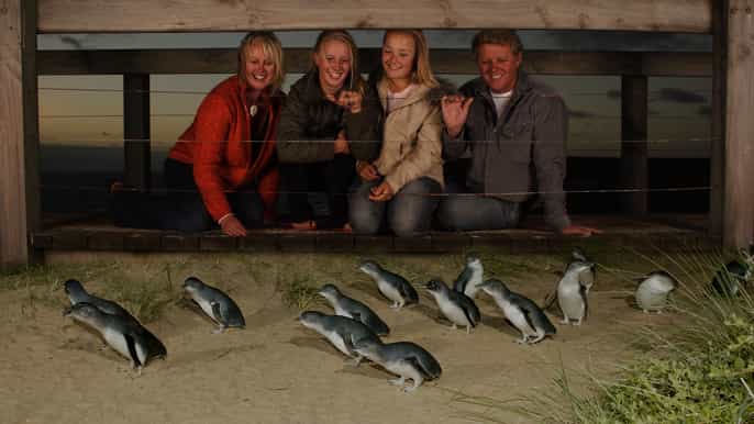 phillip island nature park fullday tour from melbourne