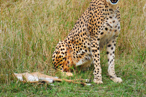 Safari di 3 giorni e 2 notti nella riserva di Olpejeta