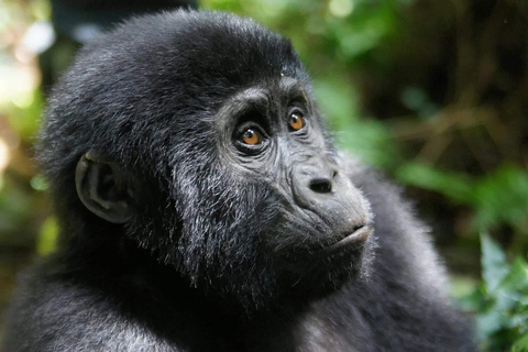 3-Day Bwindi Gorilla Trekking Tour