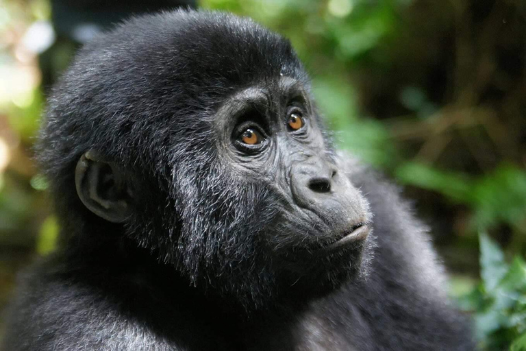 3-Day Bwindi Gorilla Trekking Tour