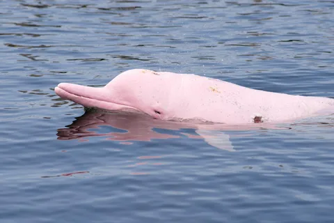 Koh Samui: Pink Dolphin Spotting & Pig Island Speedboat Tour