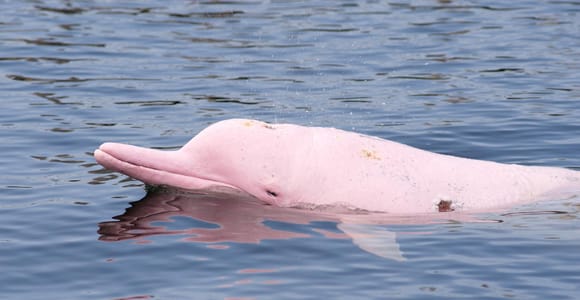Koh Samui: Pink Dolphin Spotting & Pig Island Speedboat Tour