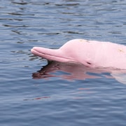 Koh Samui: Pink Dolphin Spotting & Pig Island Speedboat Tour