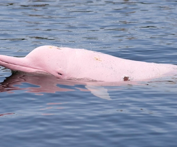 Koh Samui: Pink Dolphin Spotting & Pig Island Speedboat Tour