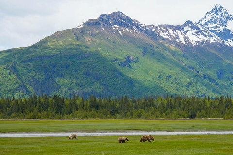 Bear Viewing Tour from Homer, Alaska