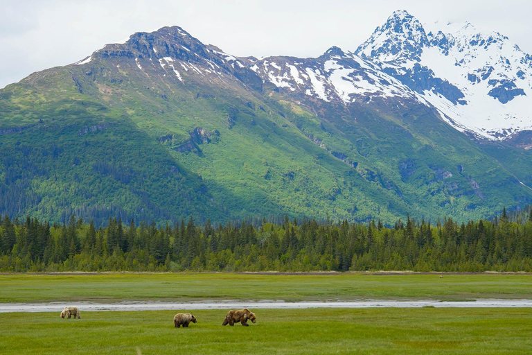 Bear Viewing Tour from Homer, Alaska