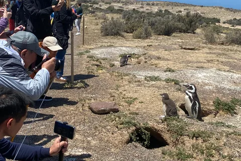 Special Tour for Cruise-Ship Passengers: Punta Tombo