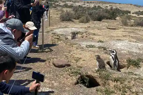 Special Tour for Cruise-Ship Passengers: Punta Tombo