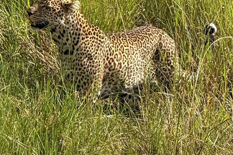 Nairobi: 3-Day epic trip to Maasai Mara Reserve with meals 3 days, 2 nights private safari to Mara in a tourist VAN
