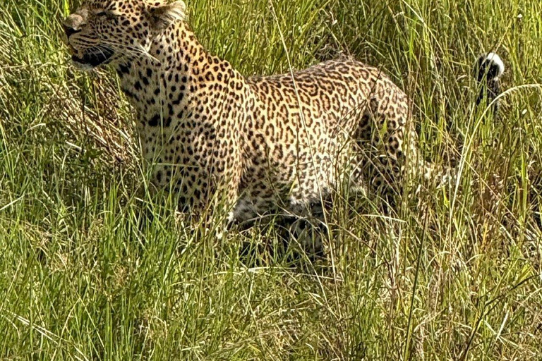 Nairobi: 3-Day epic trip to Maasai Mara Reserve with meals 3 days, 2 nights private safari to Mara in a tourist VAN