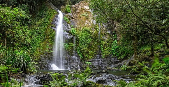 Cassowary Falls Adventure Tour - Daintree Rainforest