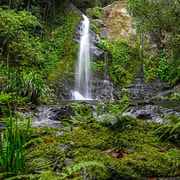 Cassowary Falls Adventure Tour - Daintree Rainforest