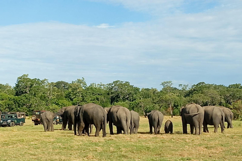 Safári no Parque Nacional Minneriya com tudo incluído e escolha de hotel