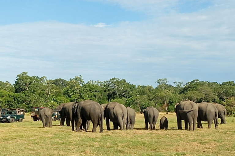 Parco Nazionale di Minneriya: Safari di mezza giornata mattina o sera