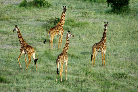 From Zanzibar: 2-Day Saadani Safari with Flight & meal
