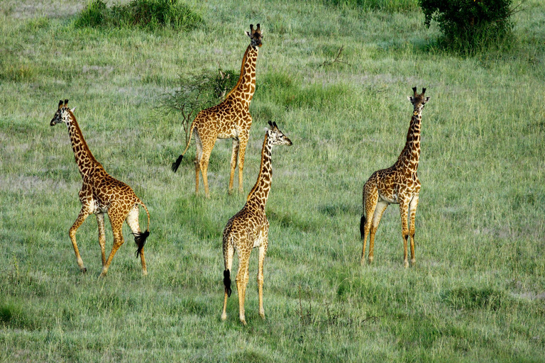 From Zanzibar: 2-Day Saadani Safari with Flight & meal