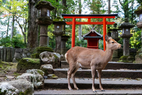 Nara: Private Day Trip by Premium Car from Osaka/Kyoto/Nara
