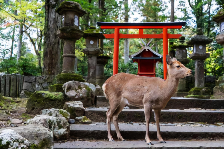 Nara: Private Day Trip by Premium Car from Osaka/Kyoto/Nara