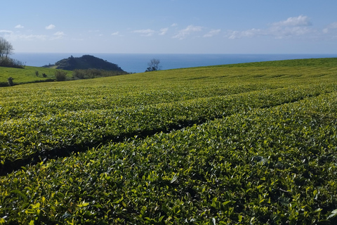 Medio día Lago de Fuego, Piña y Té en todoterrenoPrivado - Medio día Lago de Fuego, Piña y Té en todoterreno