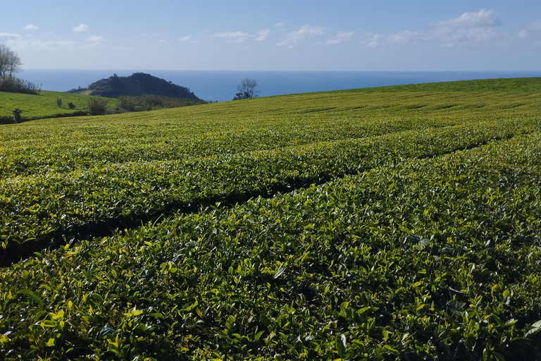 Mezza giornata al lago di fuoco, ananas e tè in SUVPrivato - Mezza giornata al lago di fuoco, ananas e tè in SUV